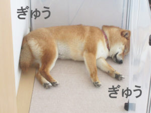 柴犬コマリ　寝姿