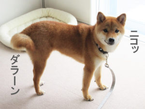 柴犬コマリ　犬の学校