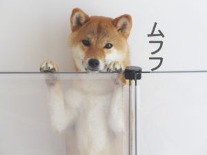 柴犬コマリ　フェンス