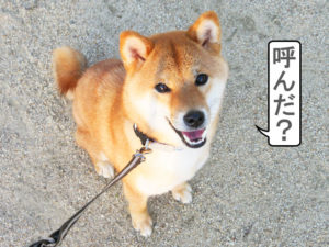 柴犬コマリ　呼び戻し