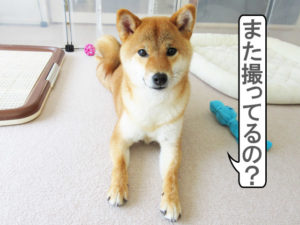 柴犬コマリ　萌え