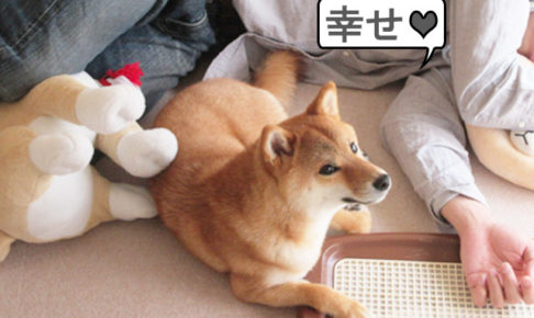 柴犬コマリ　柴犬