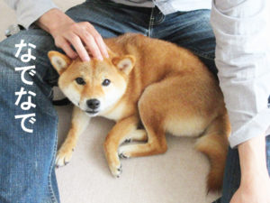 柴犬コマリ　柴犬