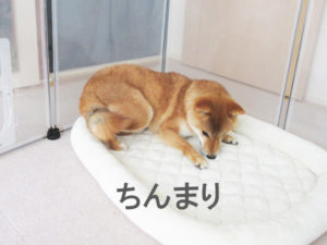 柴犬コマリ　首輪