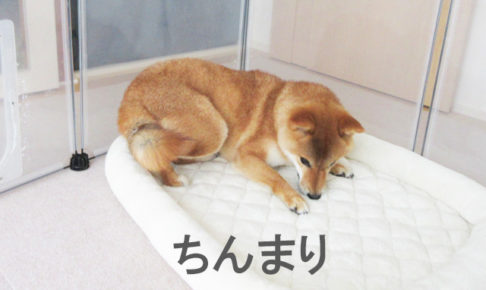 柴犬コマリ　首輪