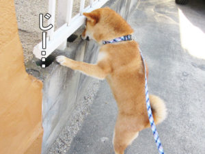 柴犬コマリ　家政婦は見た