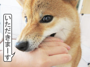 柴犬コマリ　甘噛み