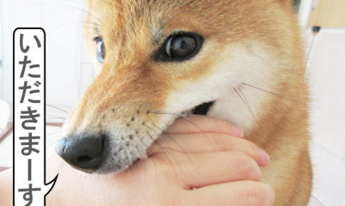 柴犬コマリ　甘噛み