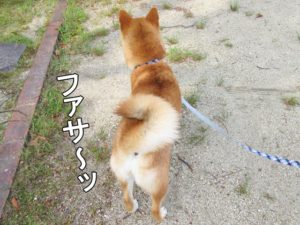 柴犬コマリ　巻き尾