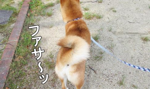 柴犬コマリ　巻き尾