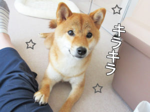 柴犬コマリ　おやつ