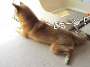 柴犬コマリ　カエル足