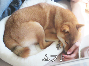 柴犬コマリ　柴犬