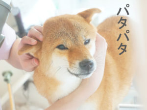 柴犬コマリ　ドライヤー