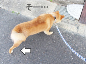 柴犬コマリ　怖い