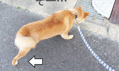 柴犬コマリ　怖い