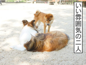 柴犬コマリ　ドッグラン