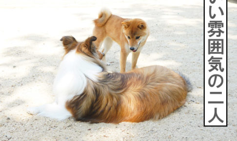 柴犬コマリ　ドッグラン