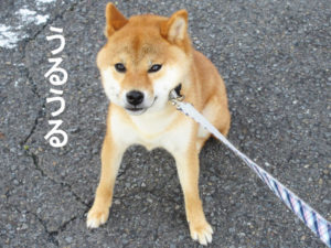 柴犬コマリ　イヤイヤさん