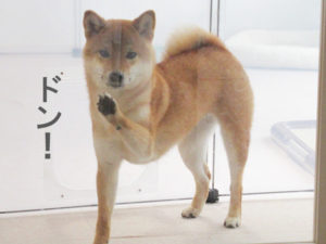 柴犬コマリ　柴犬