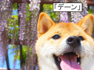 柴犬コマリ　藤棚