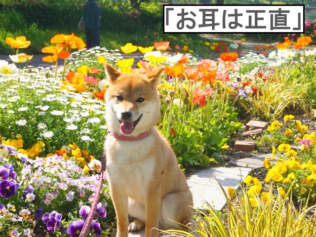 柴犬コマリ　花壇