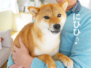 柴犬コマリ　抱っこ