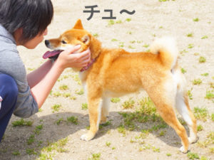 柴犬コマリ　ドッグラン