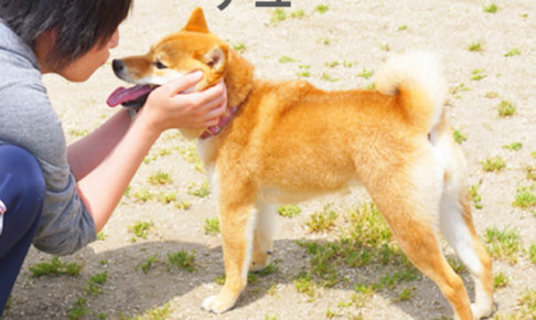 柴犬コマリ　ドッグラン