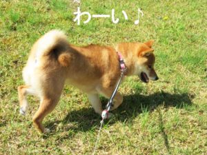 柴犬コマリ　ロングリード