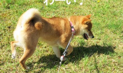 柴犬コマリ　ロングリード