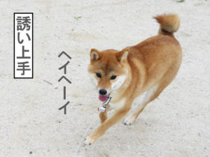 柴犬コマリ　ロングリード