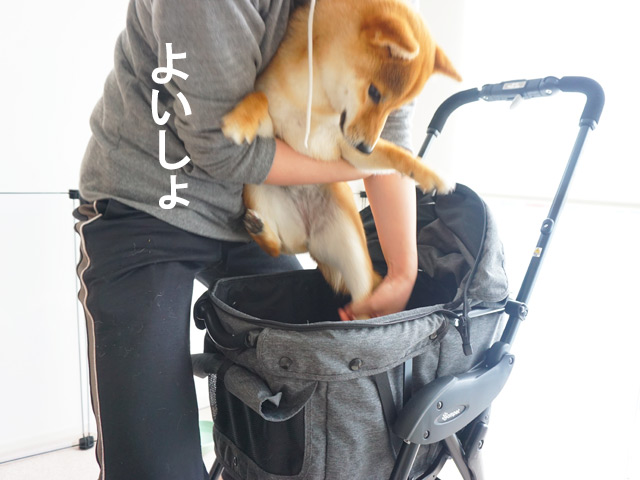 柴犬コマリ　ペット用カート