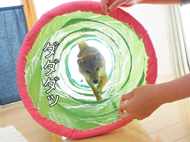 柴犬コマリ　トンネル