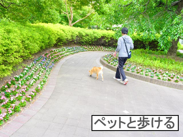 柴犬コマリ　ノリタケの森