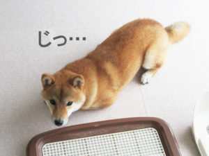 柴犬コマリ　ツチノコ