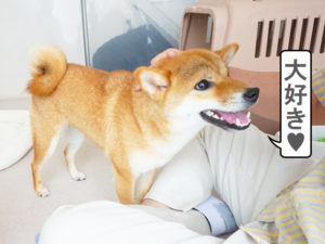 柴犬コマリ　好き