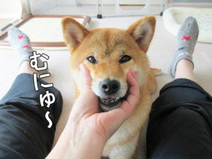 柴犬コマリ　変顔