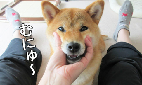 柴犬コマリ　変顔