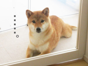 柴犬コマリ　驚愕