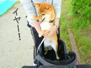 柴犬コマリ　ペットカート