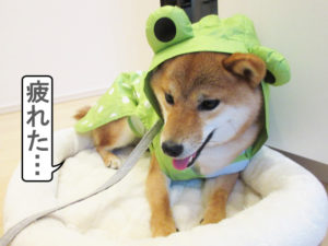 柴犬コマリ　レインコート