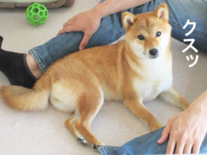 柴犬コマリ　柴犬