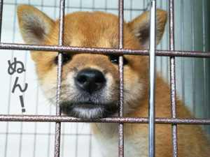 柴犬コマリ　誕生日