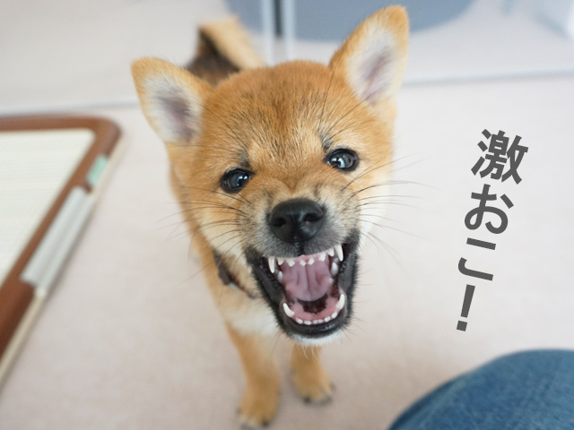 柴犬コマリ　誕生日