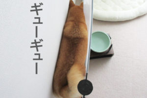 柴犬コマリ　ペットフェンス