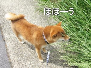 柴犬コマリ　匂いソムリエ