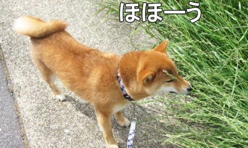 柴犬コマリ　匂いソムリエ