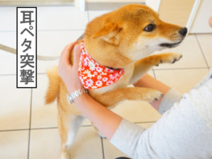 柴犬コマリ　シャンプー