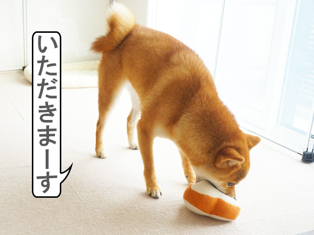 柴犬コマリ　食パン